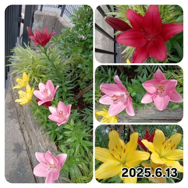 🌱大志設備工業のお庭🌱
　
初夏のお庭に鮮やかな花が咲きました🌺
　
会社の入り口には色とりどりのユリの花。
社員の大塚さんが植えたもので、ちょっと珍しい深い赤色が自慢です。
　
2枚目の花は「コンロンカ」という熱帯植物で、
白い花びらのようなものは、花ではなく「苞(ほう)」という葉っぱだそうです🌿
白と黄色のコントラストが南国気分🤍💛