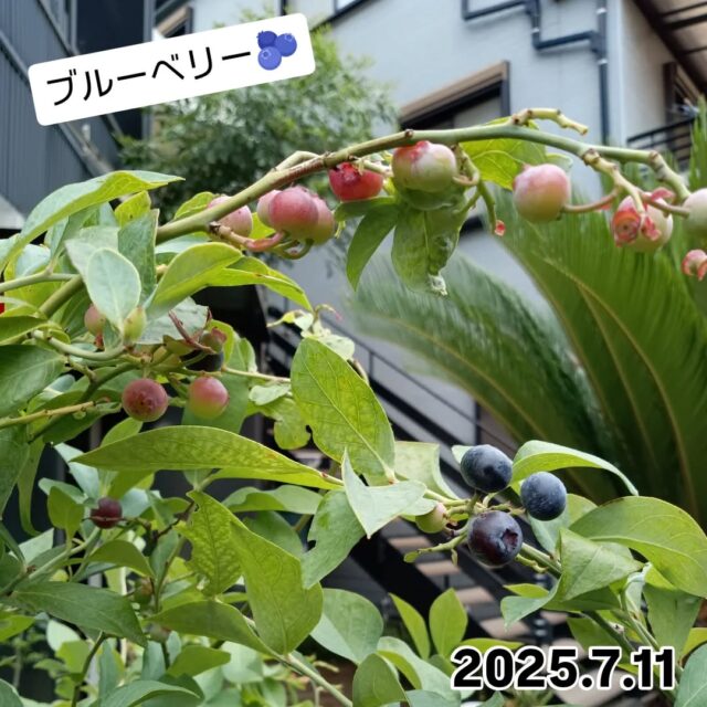 🌱大志設備工業のお庭🌱

前にも紹介しましたブルーベリー🫐
ネットの完全防備のおかげで
鳥の被害を受けることもなく、、✨
無事収穫することができました🌿🧺

味見はこれからです😋

#配管工#大志設備工業株式会社 #大志設備#庭好きな人と繋がりたい #庭 #ブルーベリー