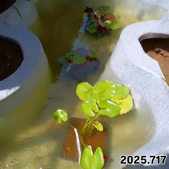 🌱大志設備工業のお庭🌱

お庭の池に3種類の睡蓮が入りました🍀

開花時には3色(ピンク、黄色、白)の
お花が咲く予定です🪷✨

開花が待ち遠しいです！！😆

#配管工#大志設備工業株式会社 #大志設備#庭好きな人と繋がりたい #庭 #池 #睡蓮