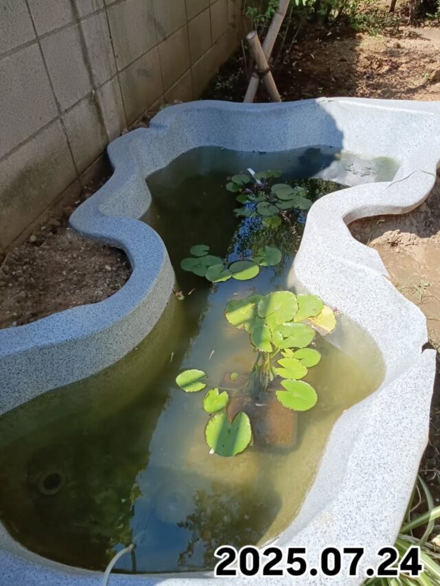🌱大志設備工業のお庭🌱

お庭の池にまたまた新たな仲間が加わりました🩵

本日よりメダカの学校開校です✨

元気にすくすく育ってね〜😇❤️‍🔥

#配管工#大志設備工業株式会社 #大志設備#庭好きな人と繋がりたい #庭 #池 #メダカ