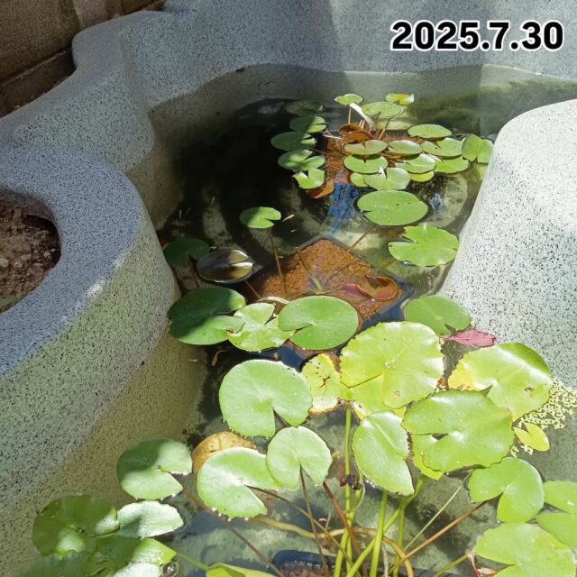 🌱大志設備工業のお庭🌱

睡蓮の葉、日に日に成長しています🌿✨

メダカも日陰が増えてとっても涼しそう☺️
透明度も増してキラキラ✨️

開花もそろそろかな〜？🤤🪷

#配管工#大志設備工業株式会社 #大志設備#庭好きな人と繋がりたい #庭 #池 #メダカ#睡蓮