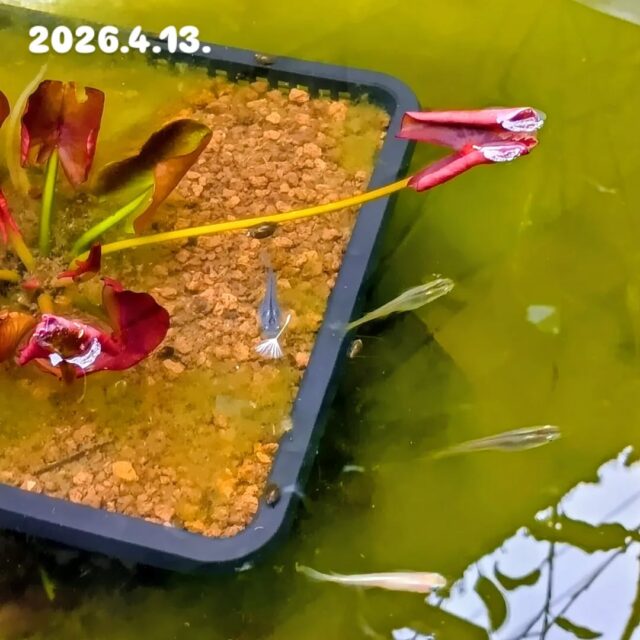 🌱大志設備工業のお庭🌱
　
暖かくなって、メダカ達が活発に泳ぎ回る姿が見えるようになりました🐟🐟
　
ブルーベリーの花は去年よりも早く咲き始め、今年は鈴なりの実が楽しみです🫐🤤
　
白いハナミズキも満開✨
気持ちの良い春の日差しを受けて、生命力いっぱいの大志設備のお庭です🌿
　

#配管工#大志設備#設備屋 #庭好きな人と繋がりたい #メダカ