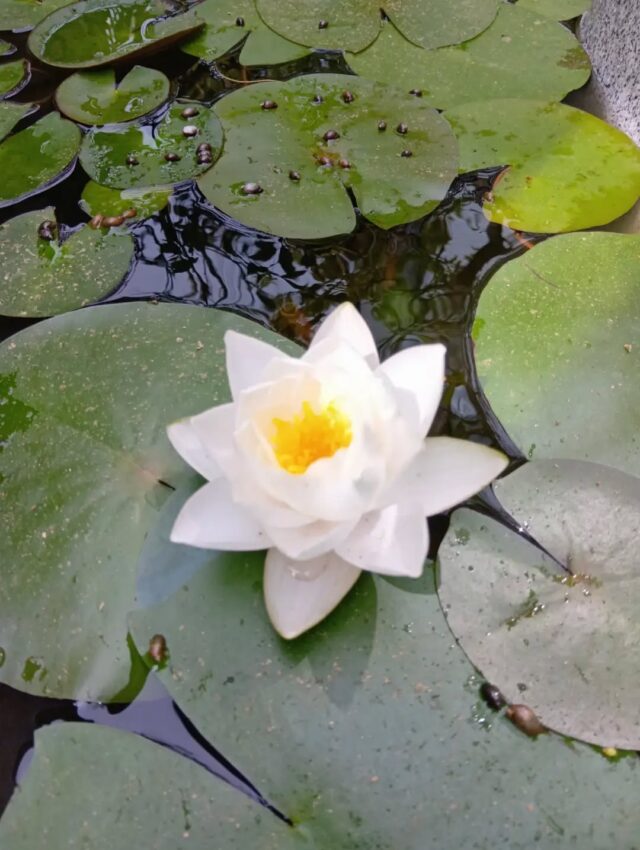 ■

今年で3回目🪷睡蓮(サイアムジャスミン)が咲きました😇🌟朝から素敵な花に癒されました🩵アサガオも元気に咲いてます🙌

猛暑の折、くれぐれも健康にお気を付け下さい！！

#大志設備工業  #配管工 #職人 #設備屋 #施工管理